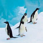 penguins