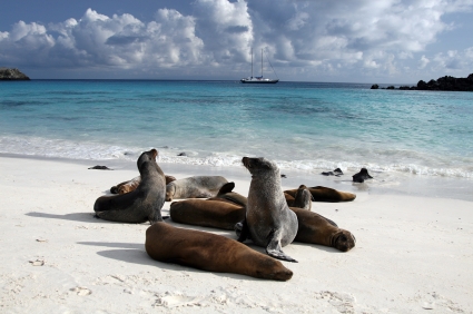 Galapagosseals