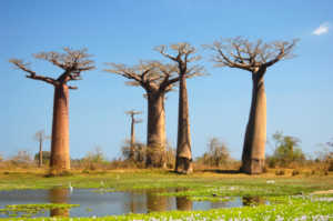 Places to Visit: Madagascar