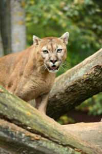 Wildlife Across the USA
