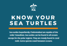 Sea Turtle Season In Florida