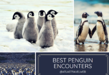 The Best Penguin Encounters best penguin encounters