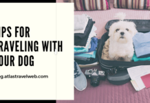 Tips for Traveling With Your Dog