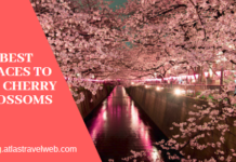 Cherry Blossom Season & Festivals: A Traveler’s Complete Guide