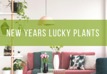 Lucky Plants And Flowers for Chinese New Year
