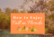 Experiencing Fall in Florida: The Coziest Places to Enjoy Autumn